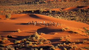 Desierto del Kalahari